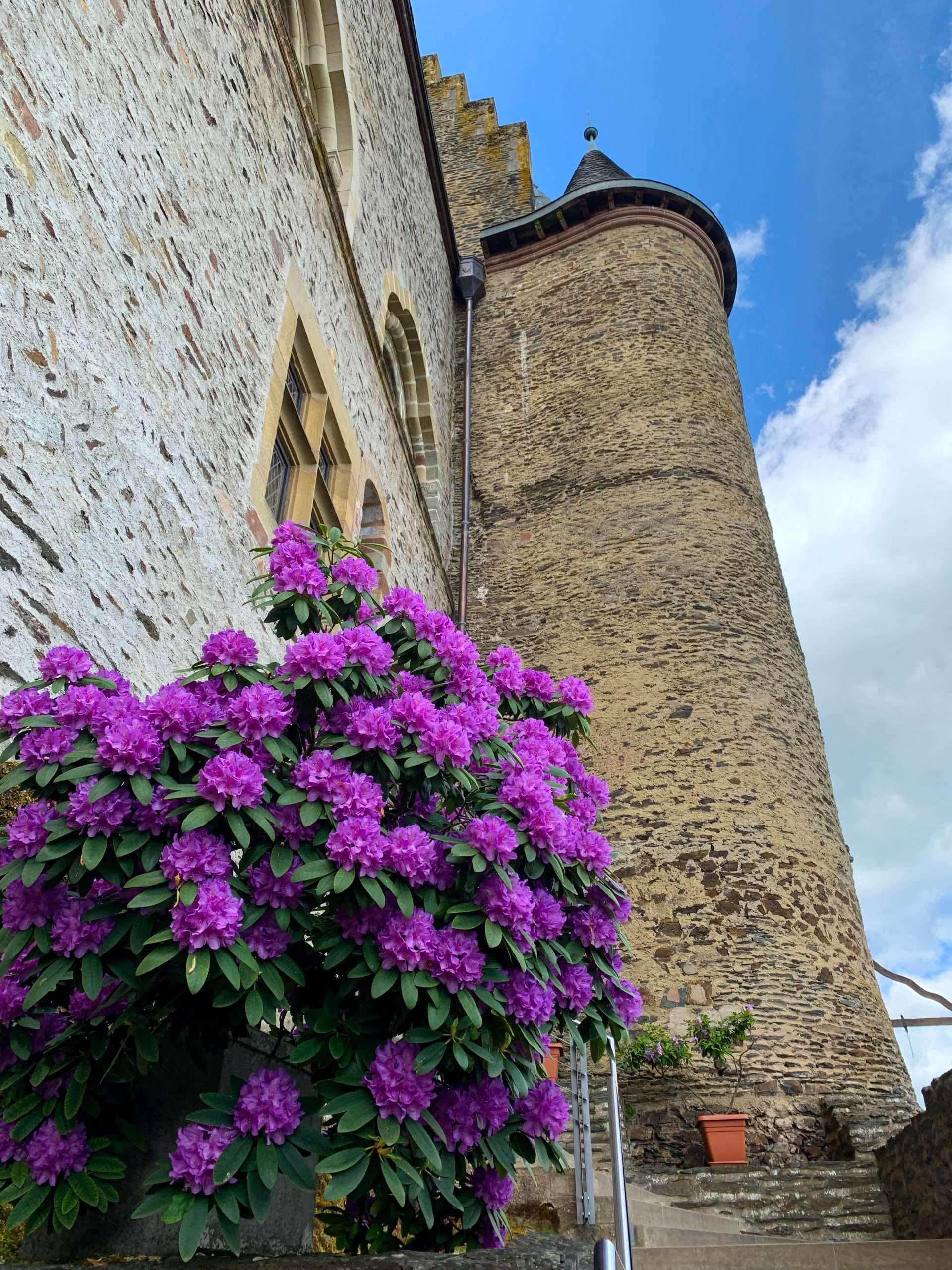 A view of a part of Vianden Castle, Luxembourg with richly coloured purple flowers in bloom in the foreground and a turret in the centre of the image.