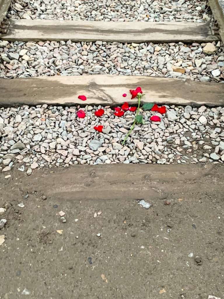A wilted red rose with scattered petals lies on the train tracks at Auschwitz II