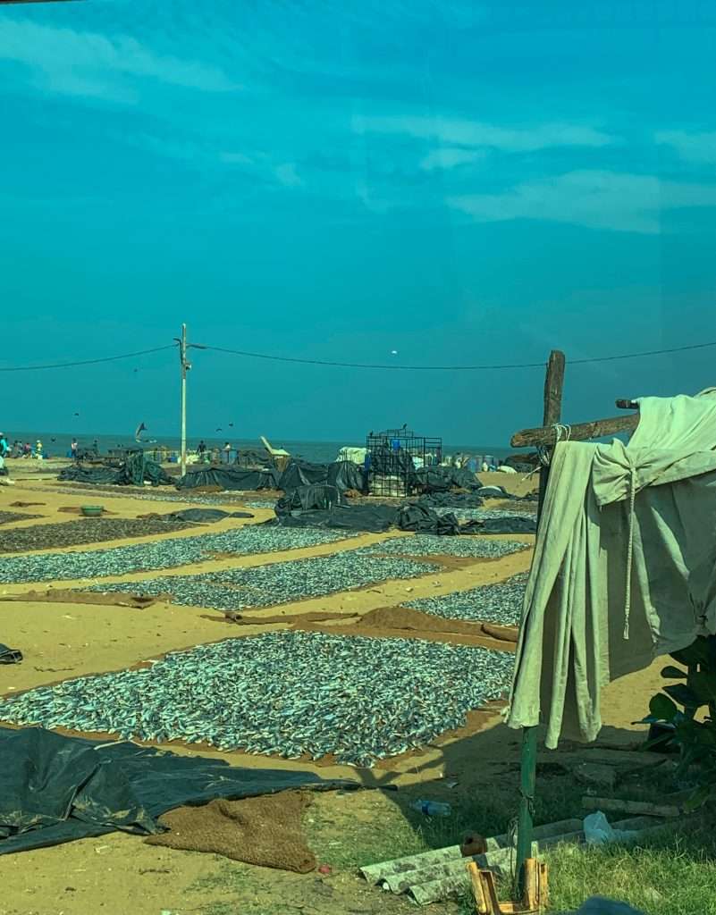 Image shows a view form a bus window of fish drying at the local fish market in Negombo, one of the best things to see in Sri Lanka 