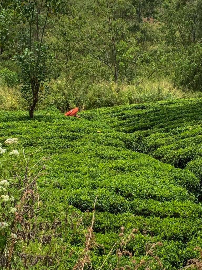 Image shows a tea picker working in the tea fields in the central hills of Sri Lanka. A visit to this region is one of the best things to do in Sri Lanka.  