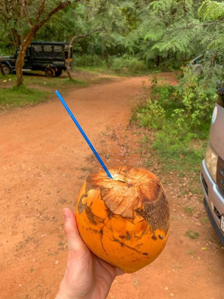 Images shows the a coconut with a straw...a much needed refreshing drink after having climbed 1200 steps to the top of Lion Rock.