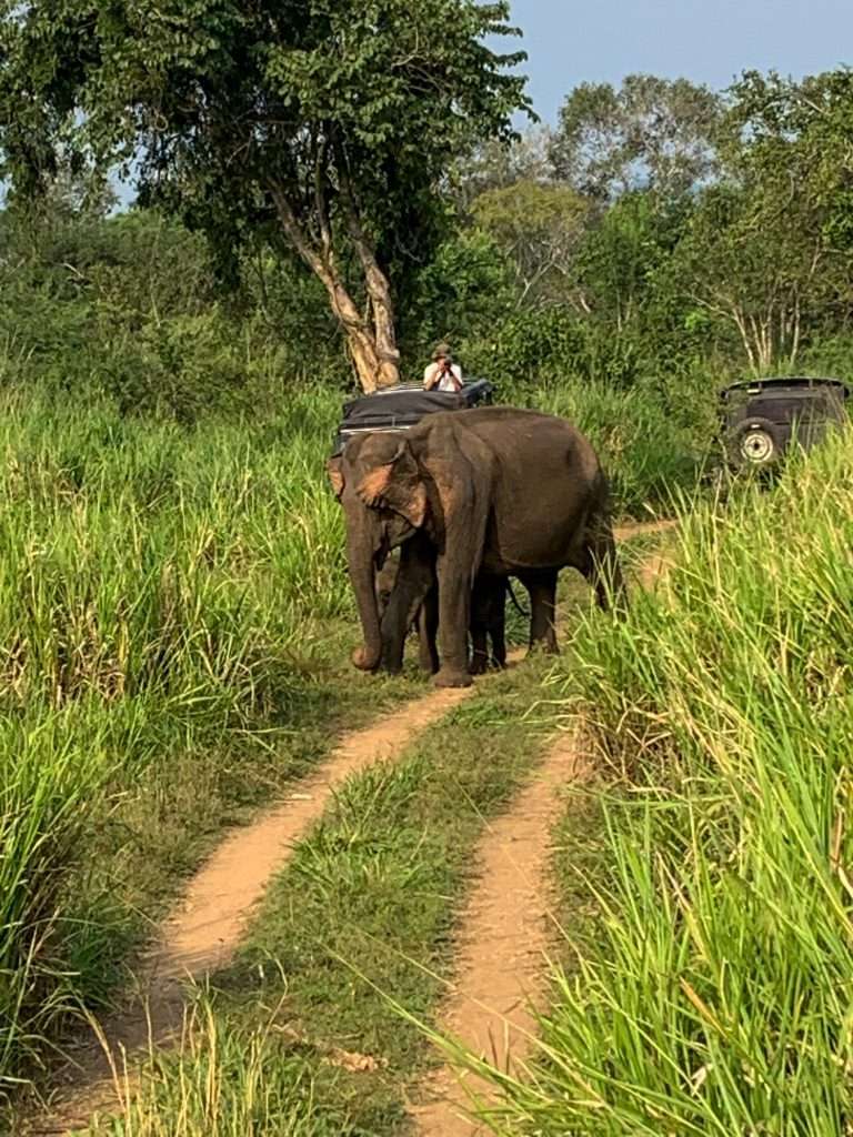 Image shows several elephants within the Minneriya National Park and as seen on an elephant safari.