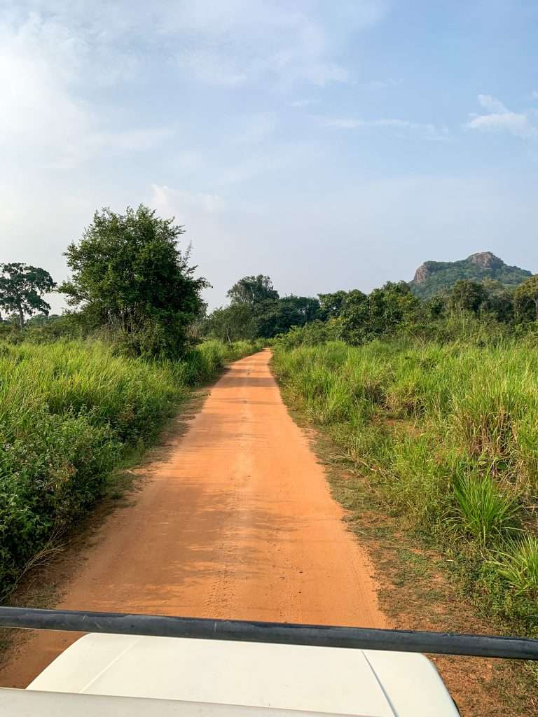 Images shows one of the roads within the Minneriya National Park. An elephant safari here is one of the best things to do in Sri Lanka 
