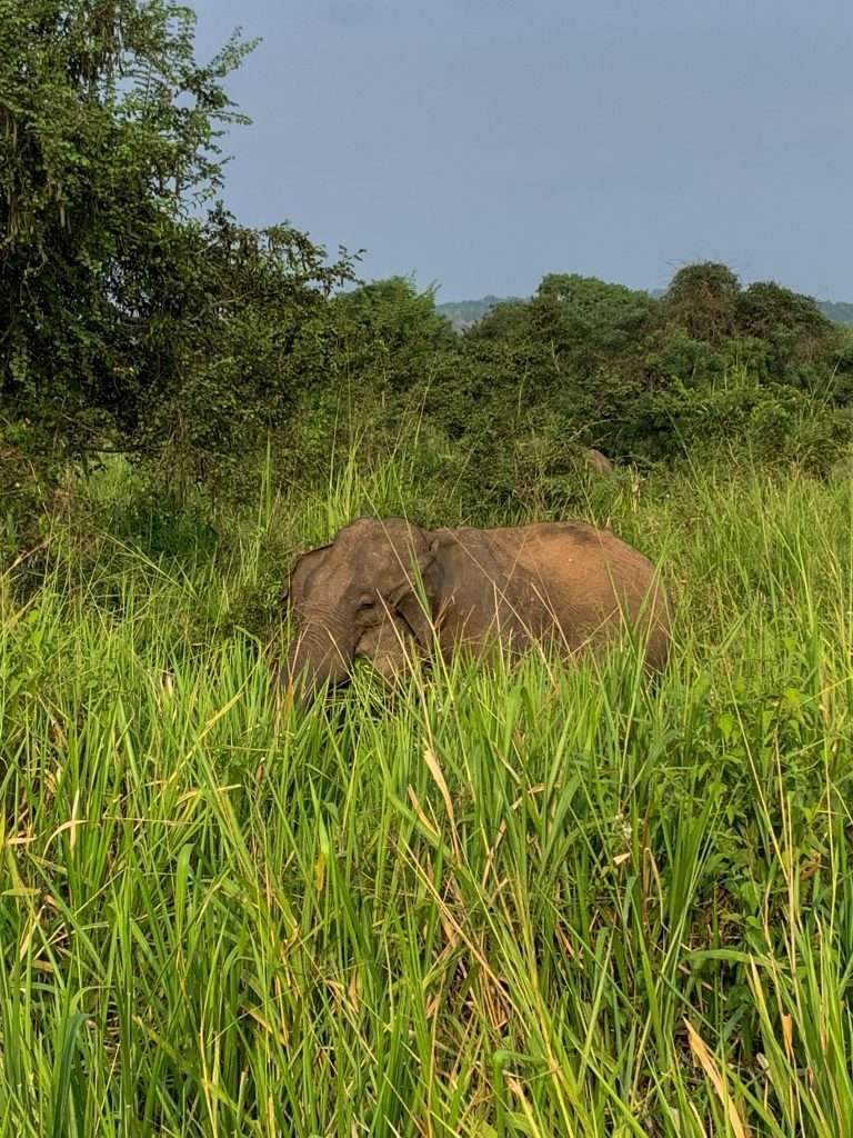Image shows an elephant within the Minneriya National Park. A visit here is one of the best things to do in Sri Lanka.  