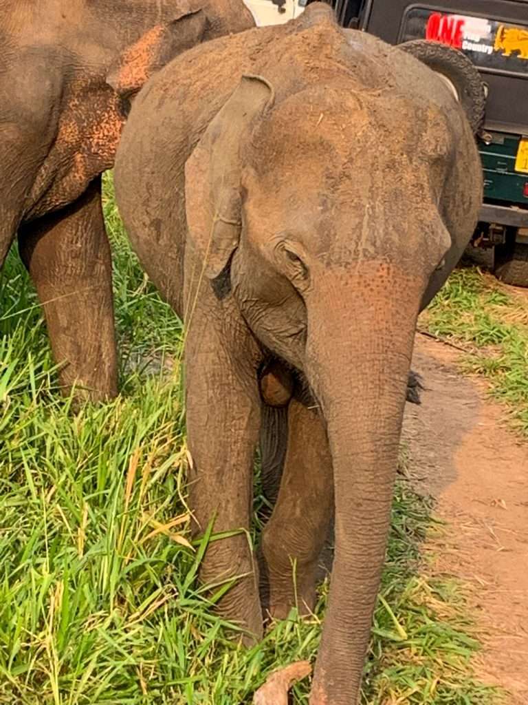 Image shows a family of elephants within the Minneriya National Park. A visit here is one of the best things to do in Sri Lanka.  