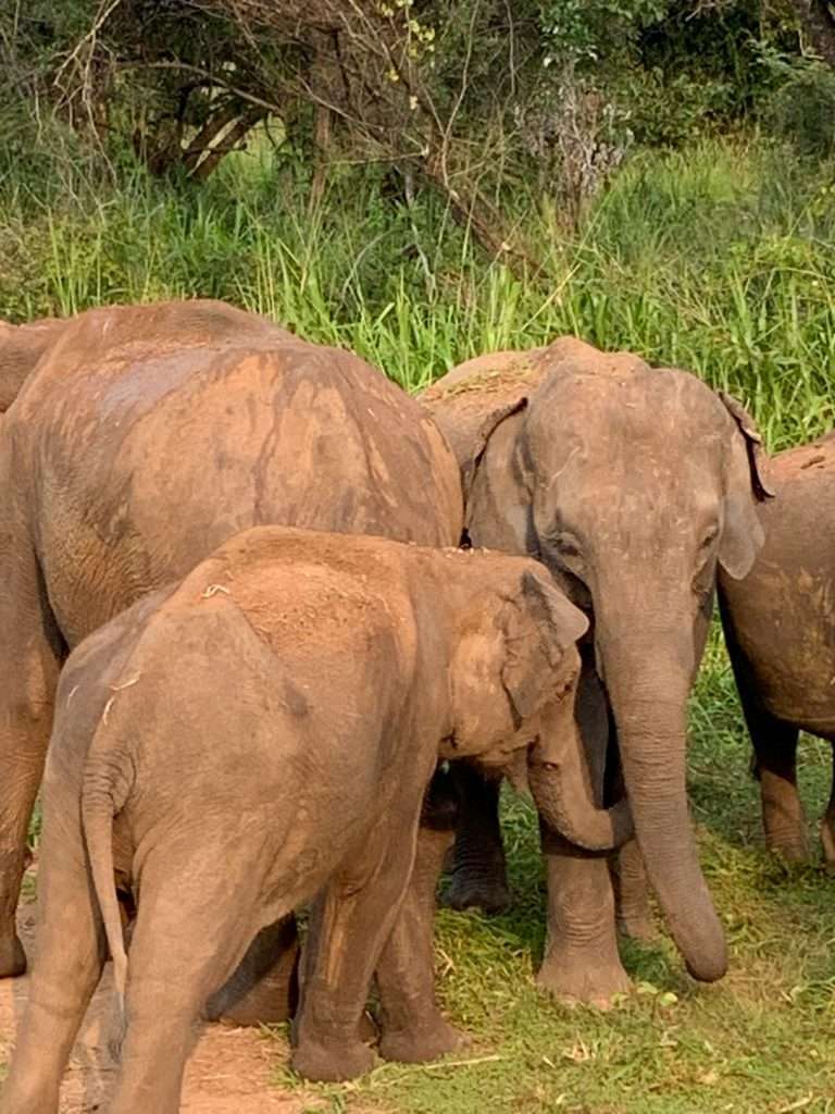 Image shows a family of elephants within the Minneriya National Park. A visit to the Park is one of the best things to do in Sri Lanka.  
