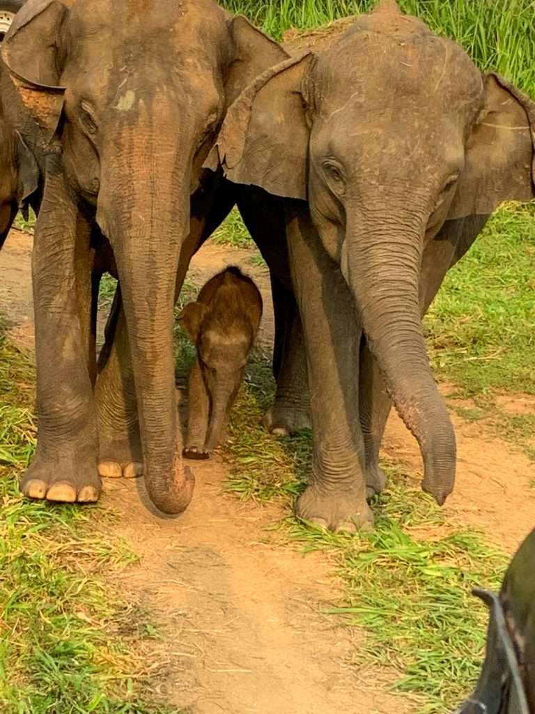 Image shows a baby elephant with adult females within the Minneriya National Park 