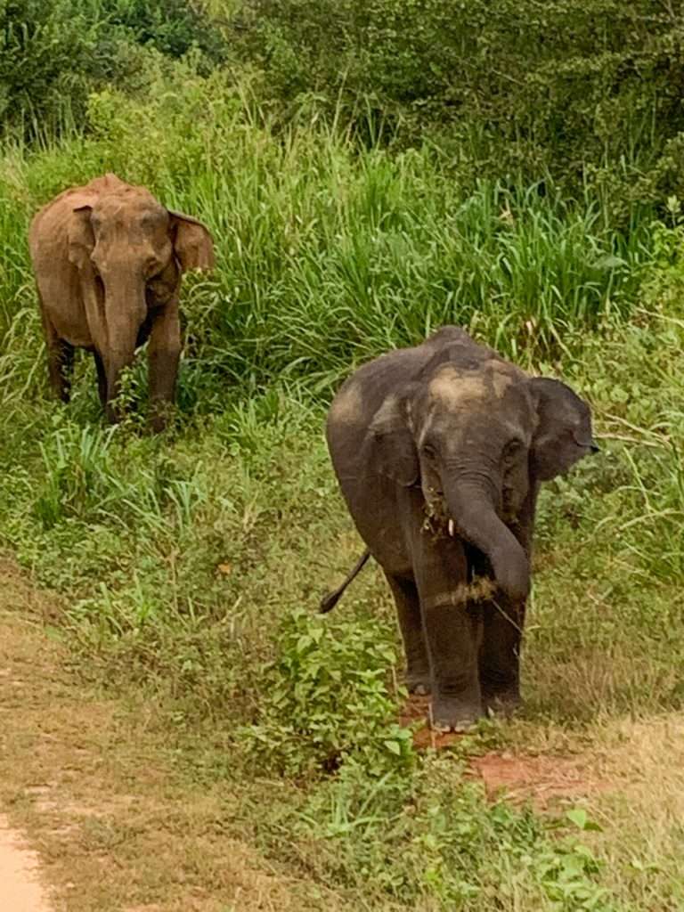 Image shows several elephants within the Minneriya National Park and as seen on an elephant safari.