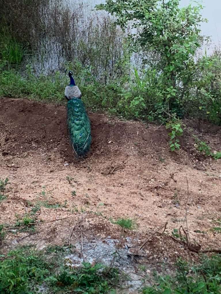 Image shows a peacock within the Minneriya National Park. The Park is home to various birds and other wildlife making a visit here is one of the best things to do in Sri Lanka. 