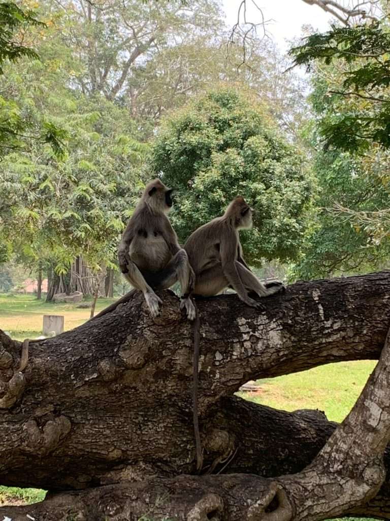 Image shows resident monkeys at the Ruwanwelisaya stupa in Anuradhapura
