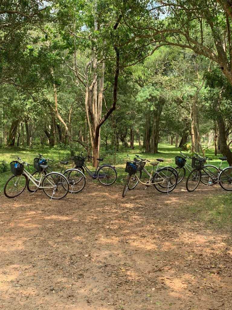 Image shows several bicycles parked beneath a tree in Anuradhapura. Exploring the city by bike is one of the best things to do in Sri Lanka. 