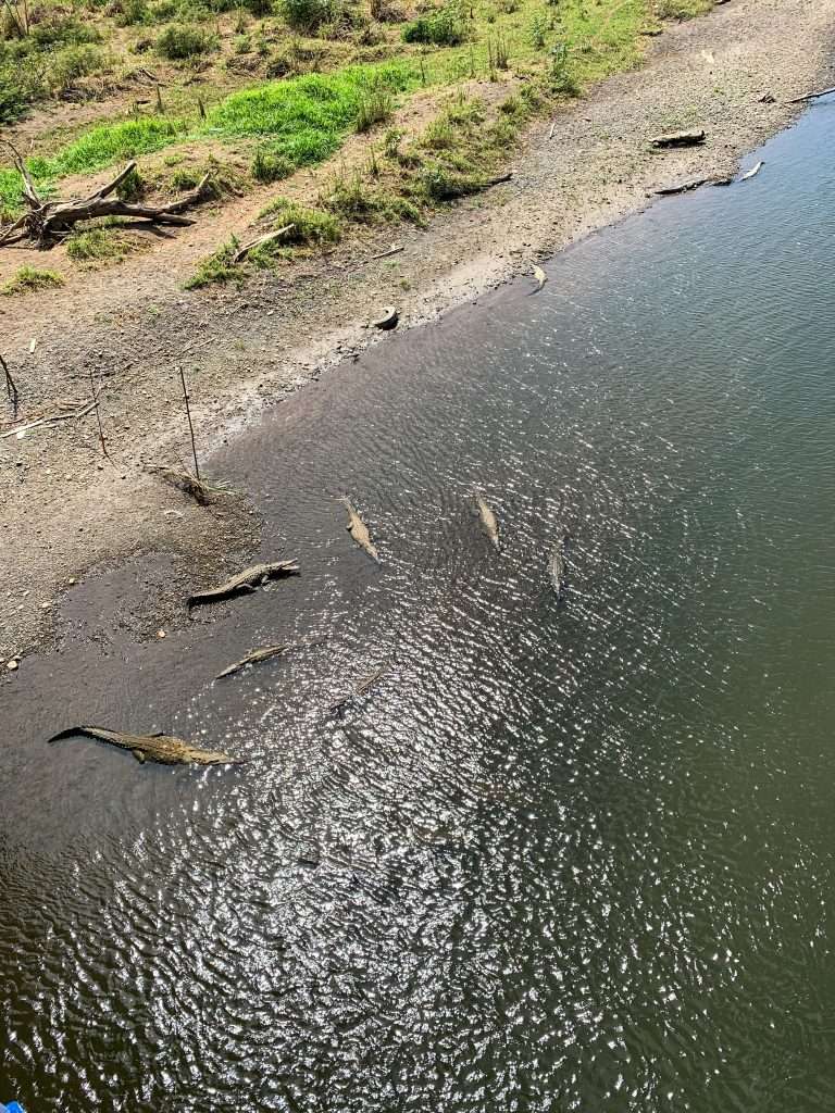 Image shows some of the American crocodiles in the Tarcoles River, Costa Rica 