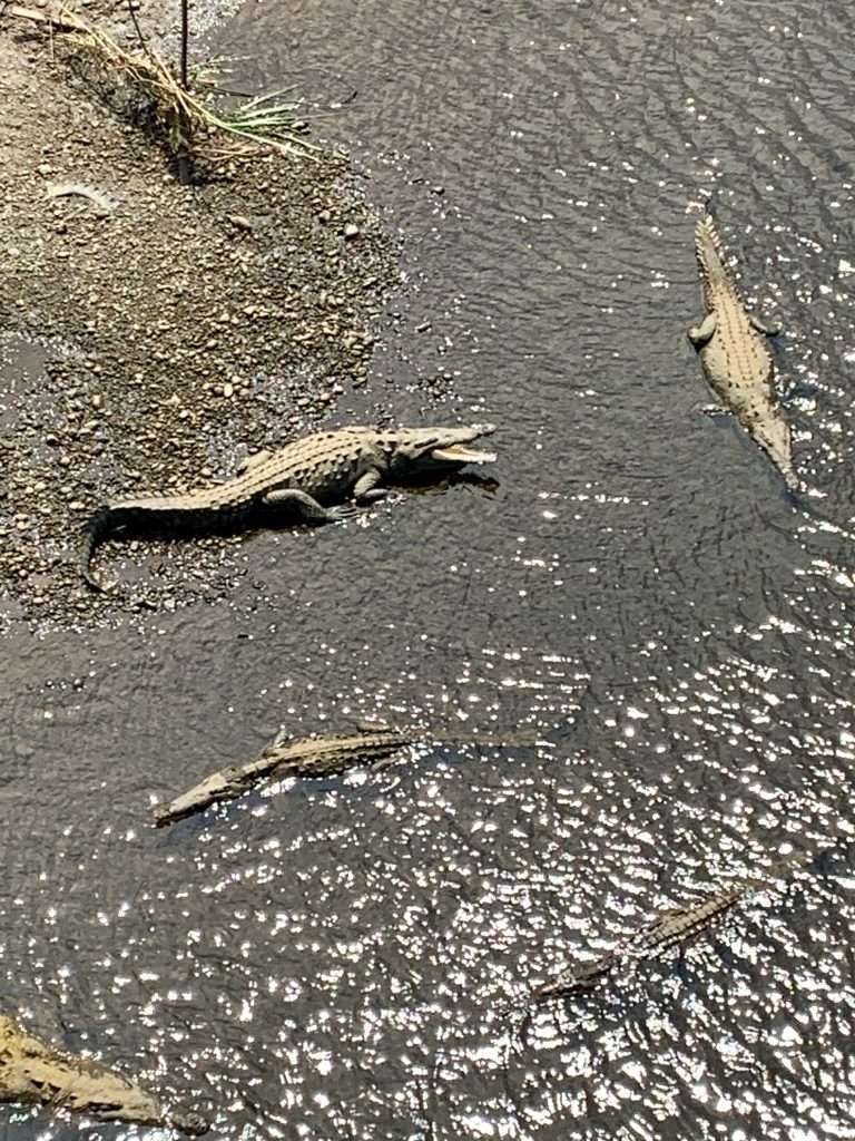 One of the highlights of Costa Rica is crocodile bridge, look down upon crocs in the river 