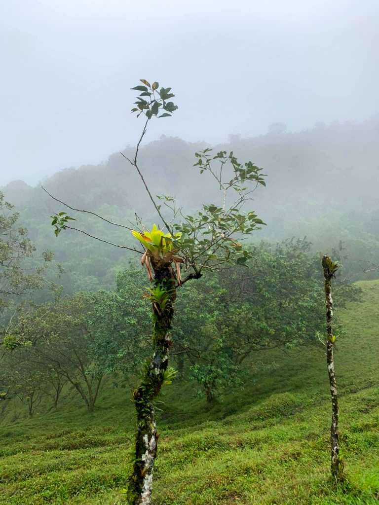 Image shows a view of the Arenal volcano region although the mist is low and the view limited following rainfall. 