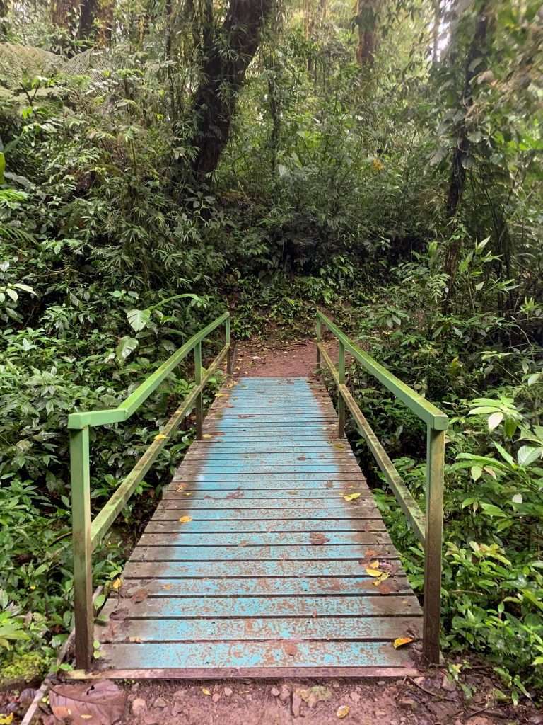 Image shows a bridge within the Monteverde Cloud Forest Reserve. A highlight of Costa Rica are walks through the rainforest. 
