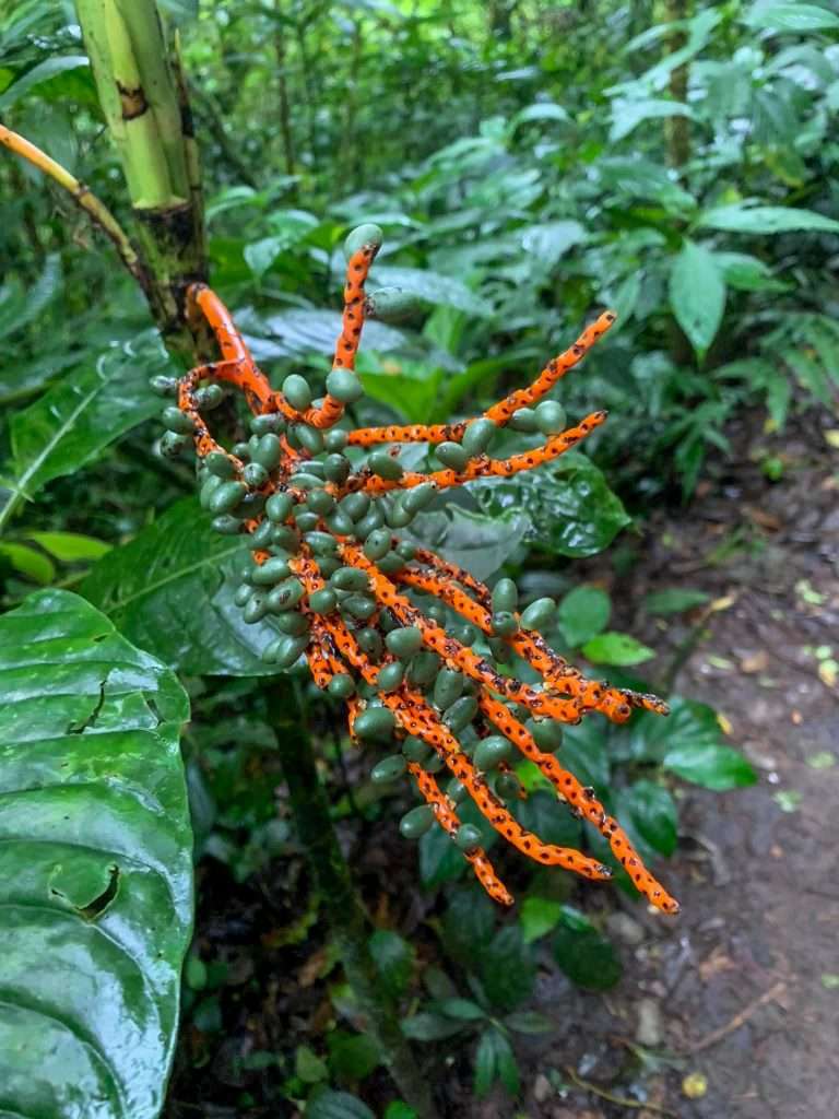 Image shows the rich plant life living in Monteverde, one of the highlights of Costa Rica 