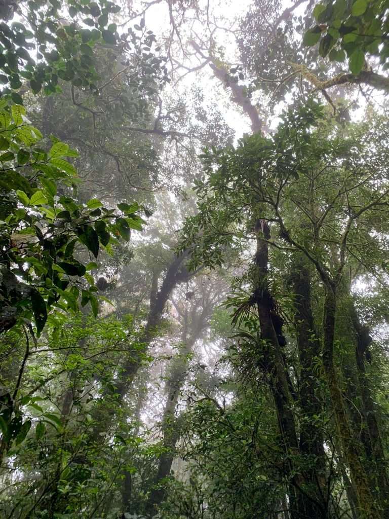 Images shows one of the real highlights of Costa Rica, the rainforests in Monteverde