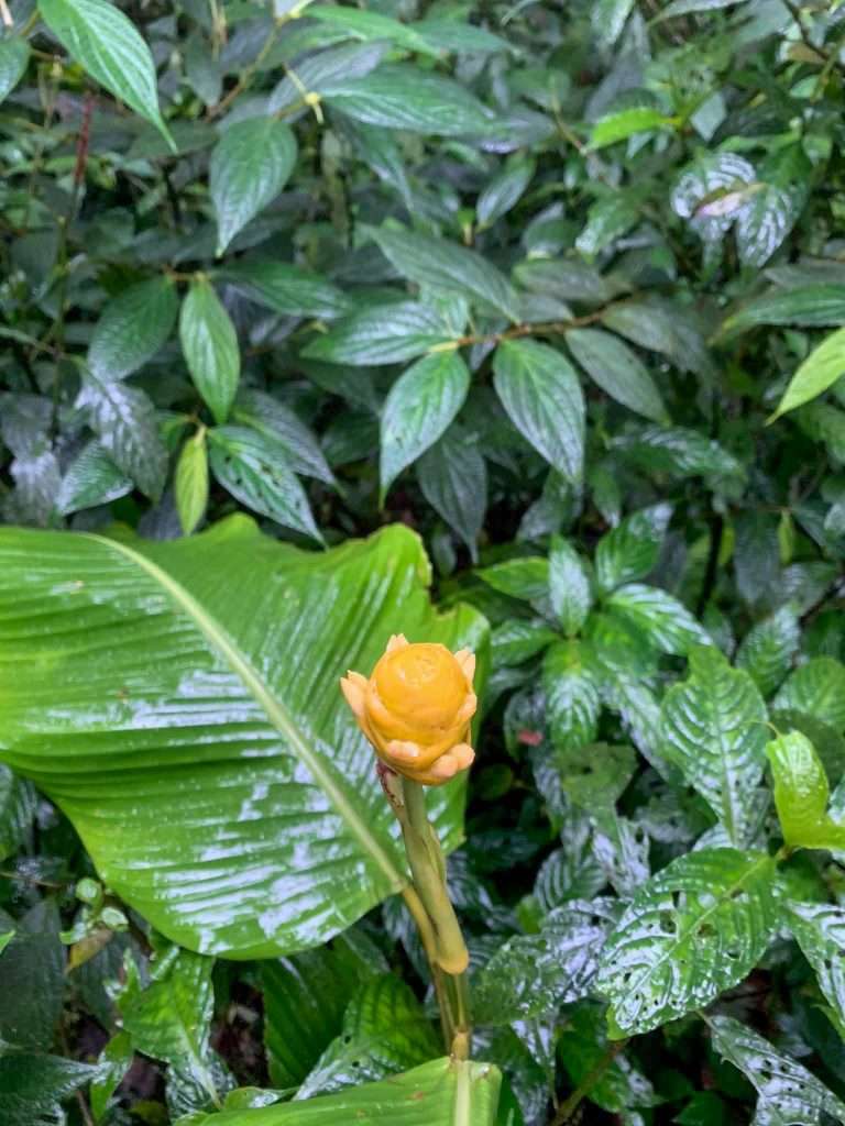 Image shows the rich vegetation of Monteverde, a highlight of Costa Rica 