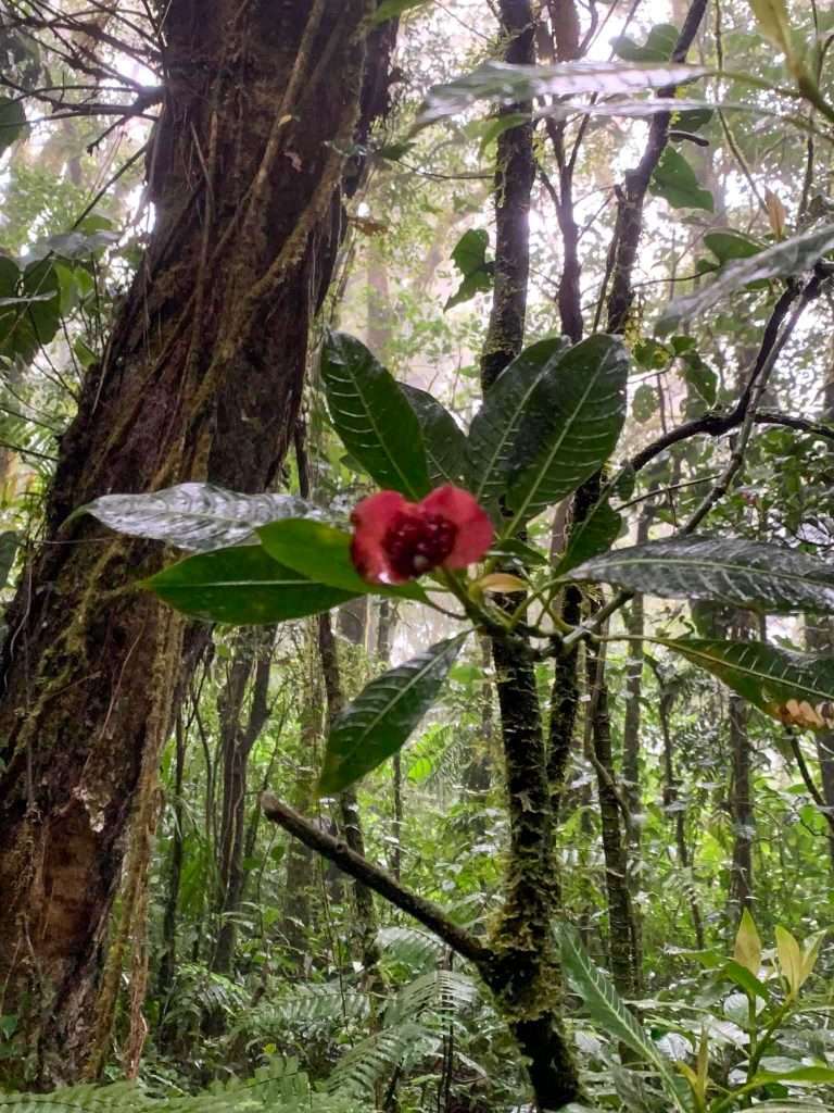 Image shows some of the rich vegetation of Monteverde, a highlight of Costa Rica 