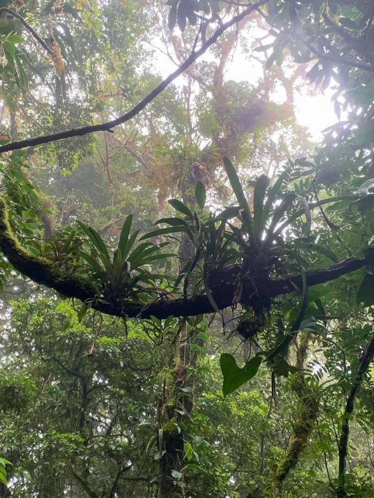 Images shows one of the real highlights of Costa Rica, the rainforests in Monteverde and it rich vegetation