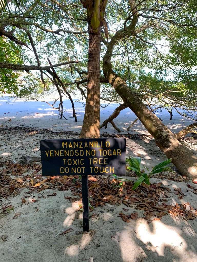 Image shows a sign in front of a tree in the Manuel Antonio National Park in Costa Rica warning of the toxic nature of the tree.