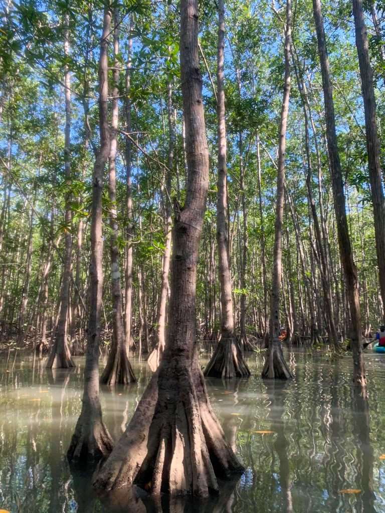 Image shows the view in the mangrove swamps in the Manuel Antonio National Park. 
