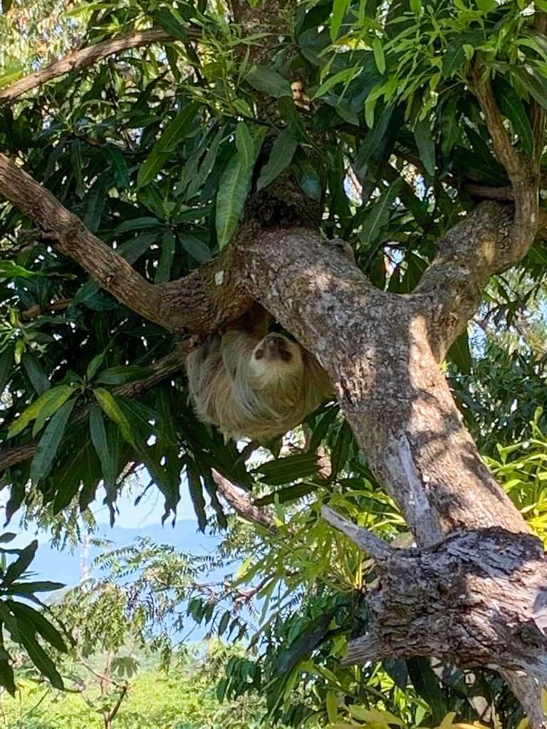Image shows a sloth in a tree not far from the Manuel Antonio National Park. Seeing a sloth is without doubt one of the highlights of Costa Rica