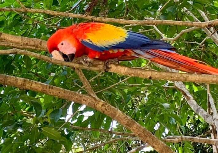 A scarlet macaw sits in a tree in Honduras. The bird is red, blue and yellow in colour.