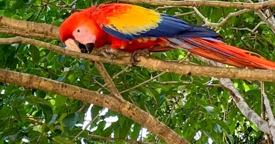 A scarlet macaw sits in a tree in Honduras. The bird is red, blue and yellow in colour.
