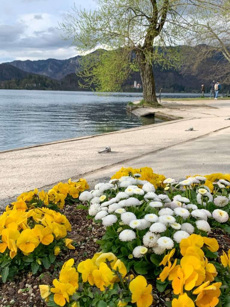 A view of flowers and Lake Bled, the image having been taken during a day trip to Lake Bled from Ljubljana. The flowers are in the foreground and are a mix of whites and yellows. The lake with a large overhanging tree are visible in the background.