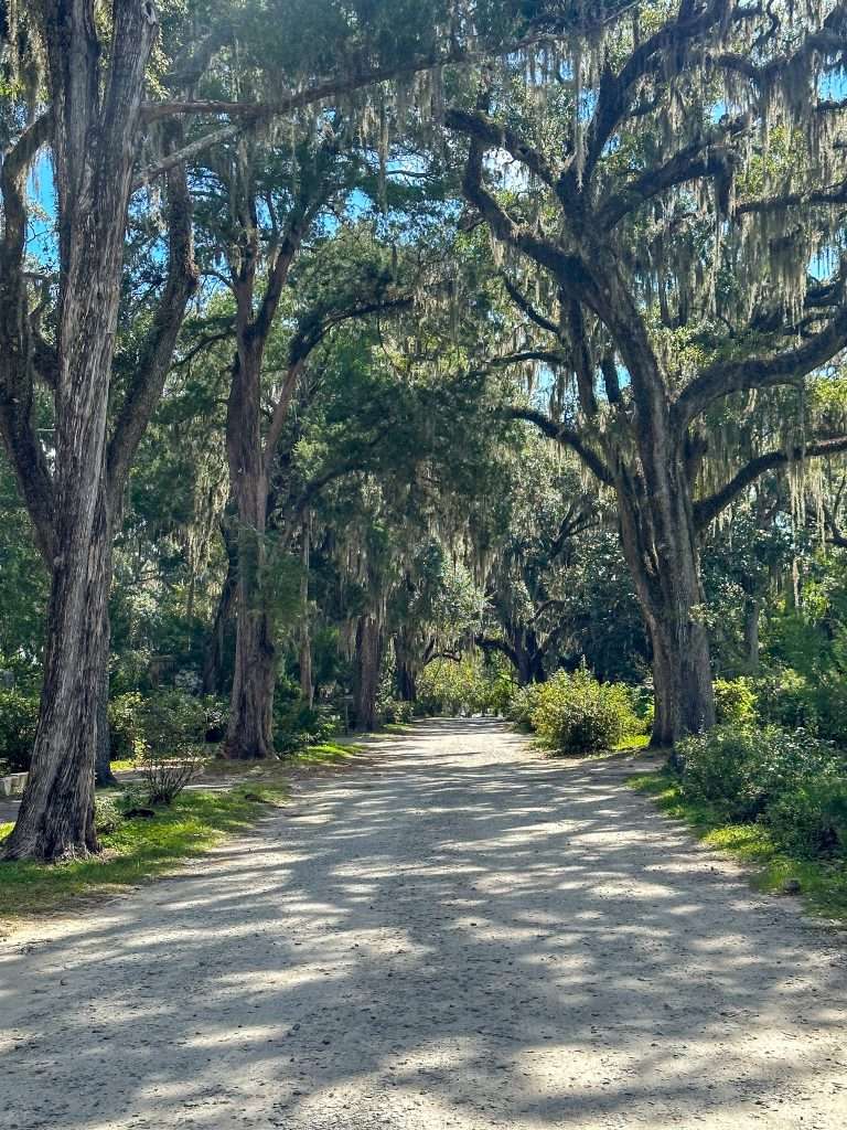 Some of the many live oaks draped in Spanish Moss to be seen as you explore Bonaventure Cemetery in Savannah, Georgia. A roadway runs through the middle of an alley of oak trees.