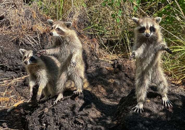Three racoons are pictured standing on their hind legs on the shores of a Louisiana swamp.