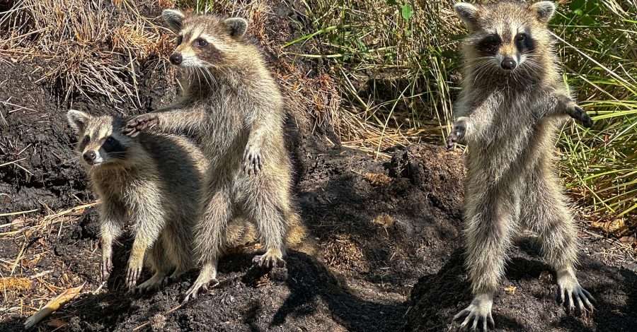 Three racoons are pictured standing on their hind legs on the shores of a Louisiana swamp.