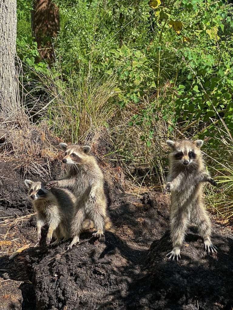 Image of a family of racoons seen on a Louisiana swamp tour