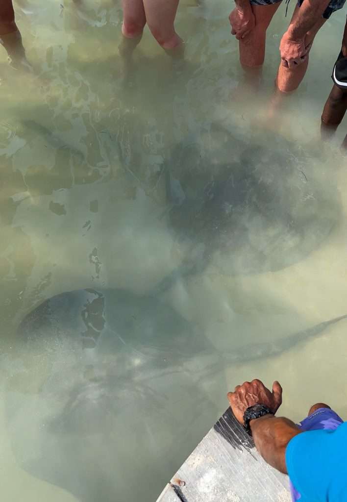 Image shows visitors on Caye Caulker in the sea with stingrays swimming amongst them