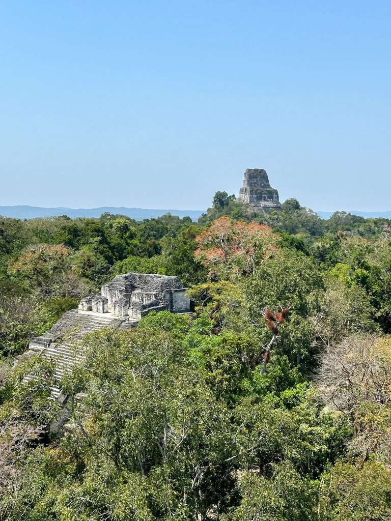 Image shows the view over Tikal from high up on now of the temple ruins at Tikal National Park.
