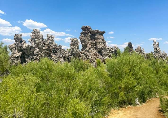 A view of a section of the South Tufa Trail together with vegetation and a cluster of tufa towers. Tufa are formed when freshwater mixes with the alkaline waters of Mono Lake. The tufa are a limestone white colour and have a bumpy texture.
