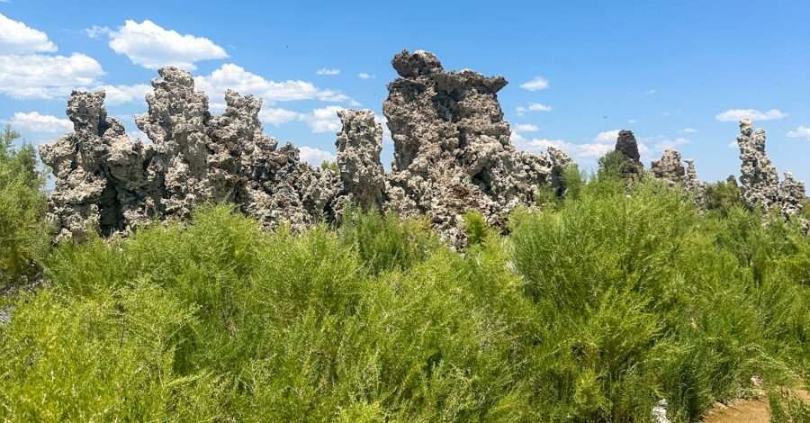 A view of a section of the South Tufa Trail together with vegetation and a cluster of tufa towers. Tufa are formed when freshwater mixes with the alkaline waters of Mono Lake. The tufa are a limestone white colour and have a bumpy texture.