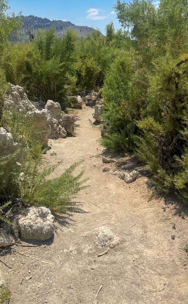 Part of the South Tufa trail which is made of sand is visible in this image. The view looks ahead on the trail. Tufa and surrounding vegetation are visible on both sides of the trail. 