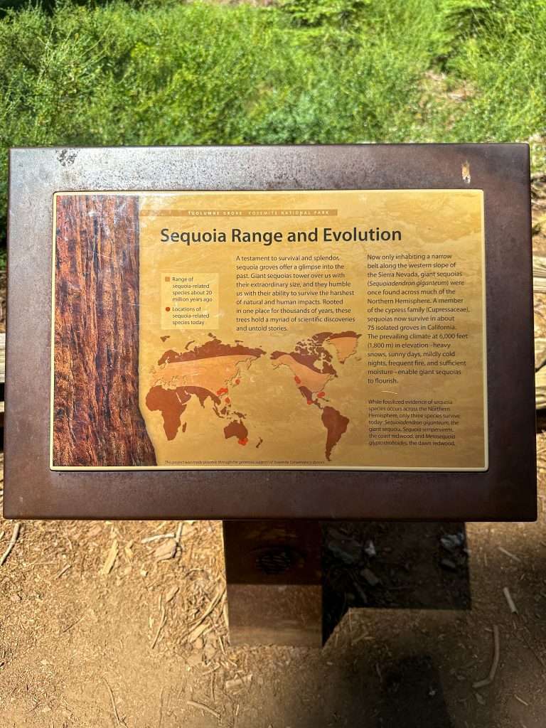 Image is of a close up view of the signboard in the adjacent photo explaining the range and evolution of the Giant Sequoia