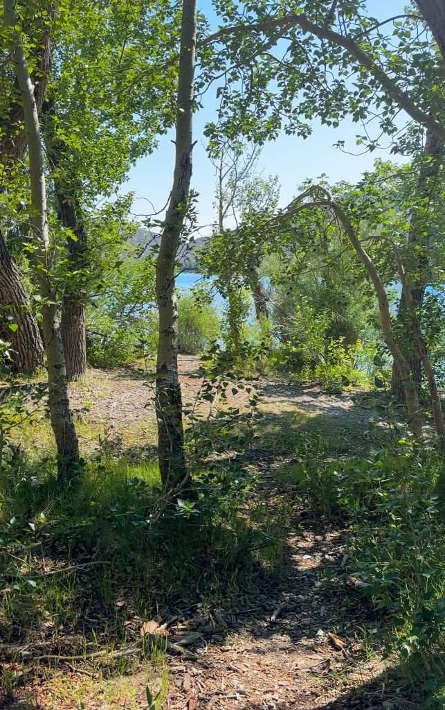 A view through the beautiful trees, including Aspens, that can be found on the Convict Lake Loop Trail. Convict Lake can be seen through the trees.