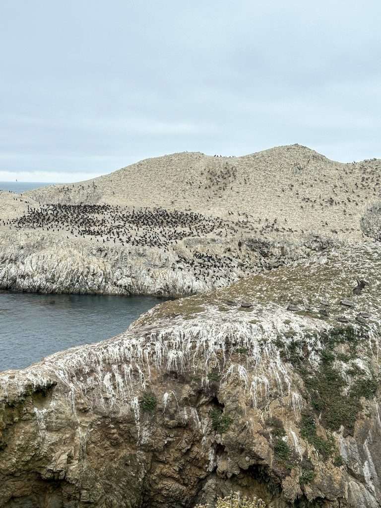 Image shows Bird Island as seen from the Bird Island Trail at Point Lobos State Natural Reserve, California 