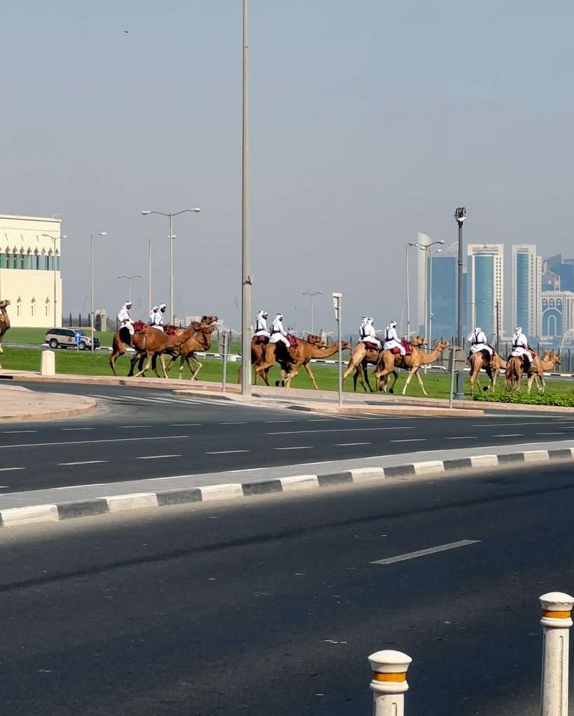 Camels being ridden by men dressed in white uniforms and believed to be part of the security forces for the Amir of Qatar. 10 camels and rider are visible. A 4 lane road is also visible in the foreground of the image and several tall buildings forming part of the skyline are visible in the background. 