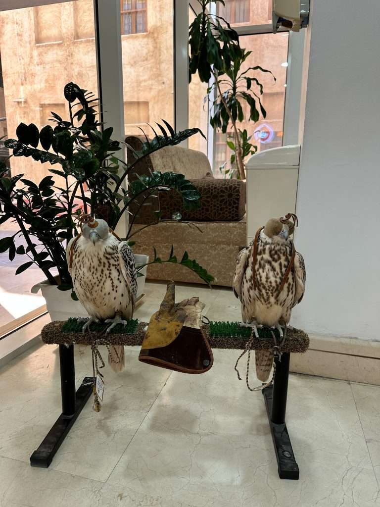 Two brown and white coloured falcons each with their eyes covered are sharing a perch within the falcon hospital in Doha's falcon souq. They are awaiting an appointment with a vet.